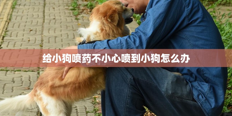 给小狗喷药不小心喷到小狗怎么办