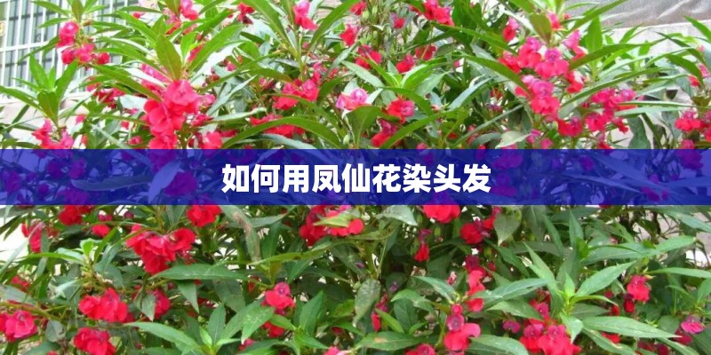 如何用凤仙花染头发