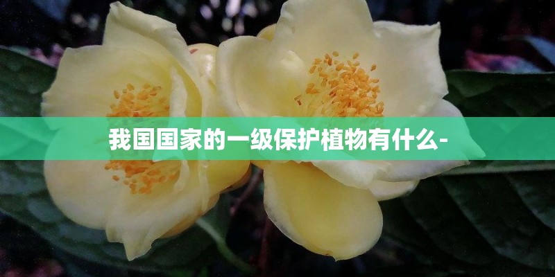 我国国家的一级保护植物有什么-