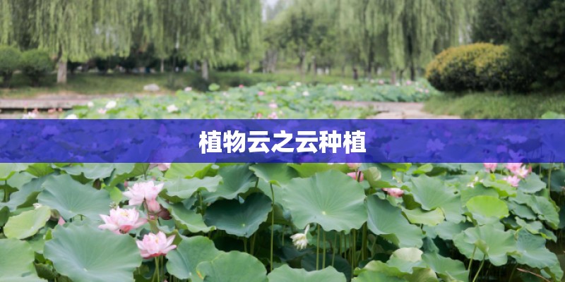 植物云之云种植