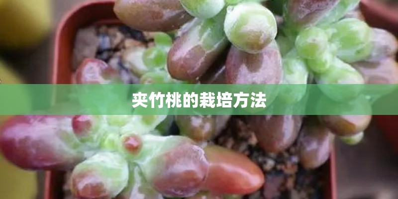 夹竹桃的栽培方法