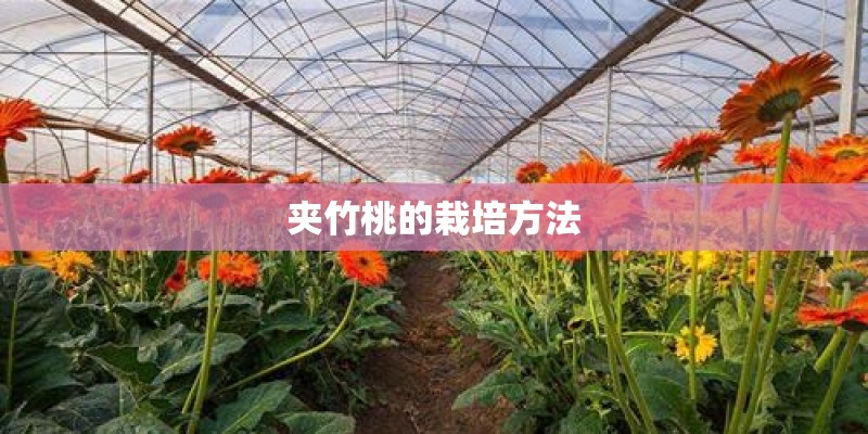 夹竹桃的栽培方法