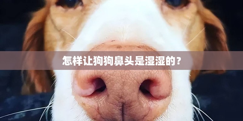 怎样让狗狗鼻头是湿湿的？