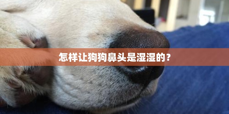 怎样让狗狗鼻头是湿湿的？