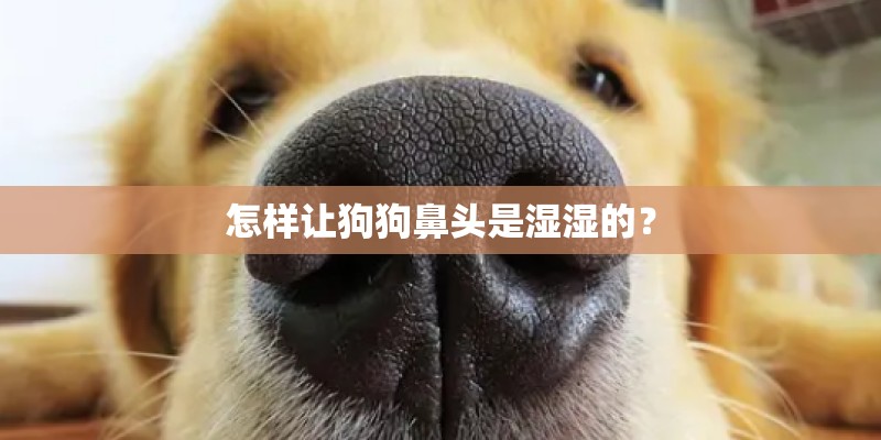 怎样让狗狗鼻头是湿湿的？