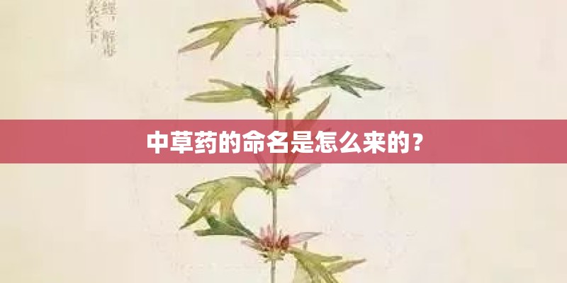 中草药的命名是怎么来的？
