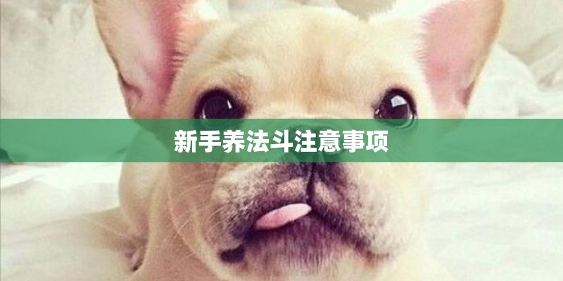 新手养法斗注意事项