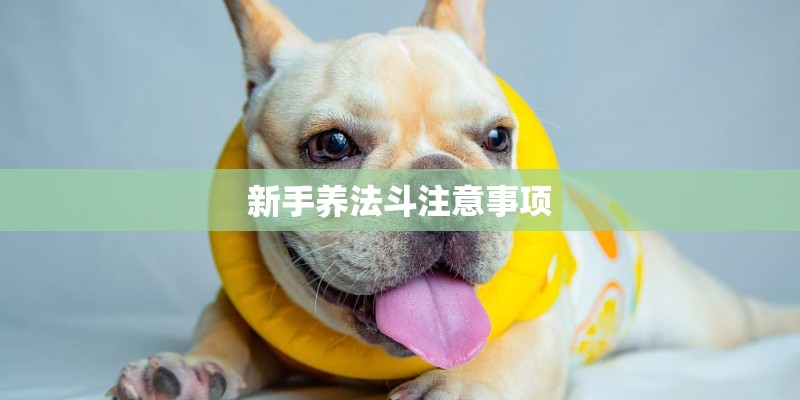 新手养法斗注意事项