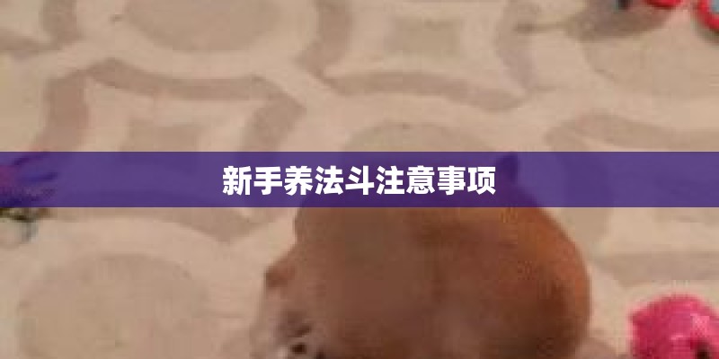 新手养法斗注意事项