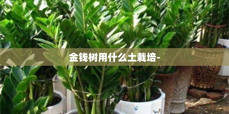 金钱树用什么土栽培-