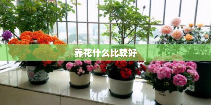 养花什么比较好