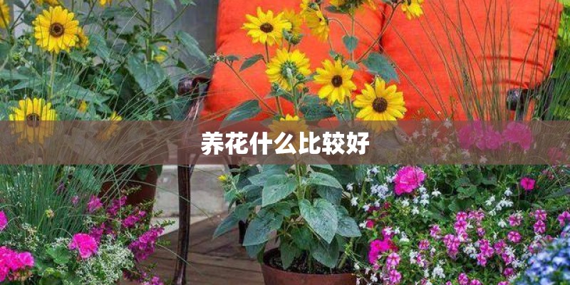 养花什么比较好 养花什么比较好