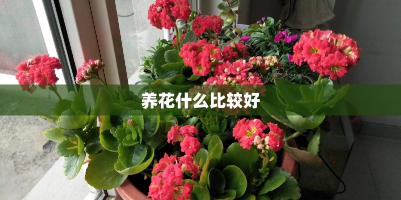 养花什么比较好 养花什么比较好