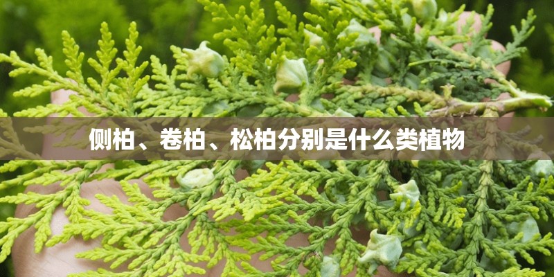 侧柏、卷柏、松柏分别是什么类植物