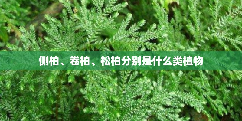 侧柏、卷柏、松柏分别是什么类植物