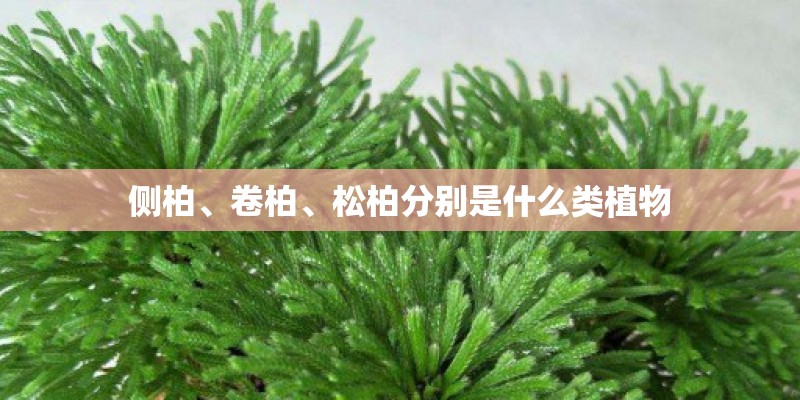 侧柏、卷柏、松柏分别是什么类植物