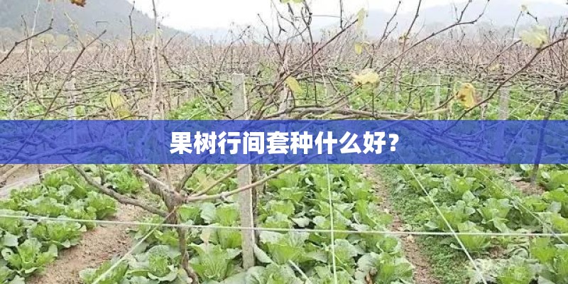 果树行间套种什么好？