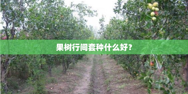 果树行间套种什么好？
