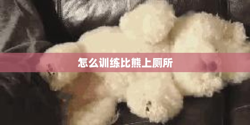 怎么训练比熊上厕所