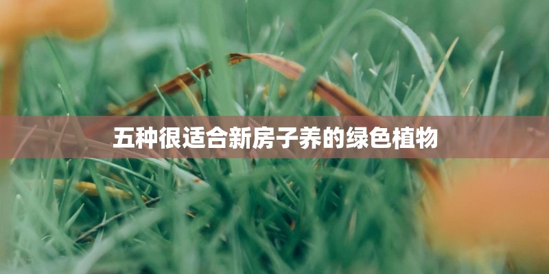 五种很适合新房子养的绿色植物