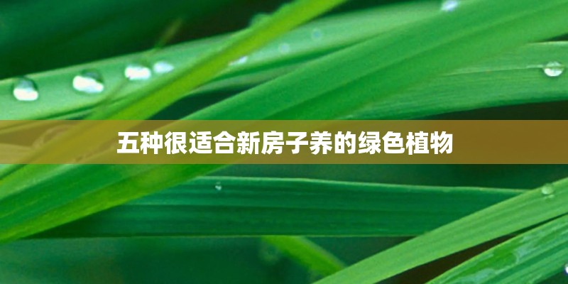 五种很适合新房子养的绿色植物 五种很适合新房子养的绿色植物