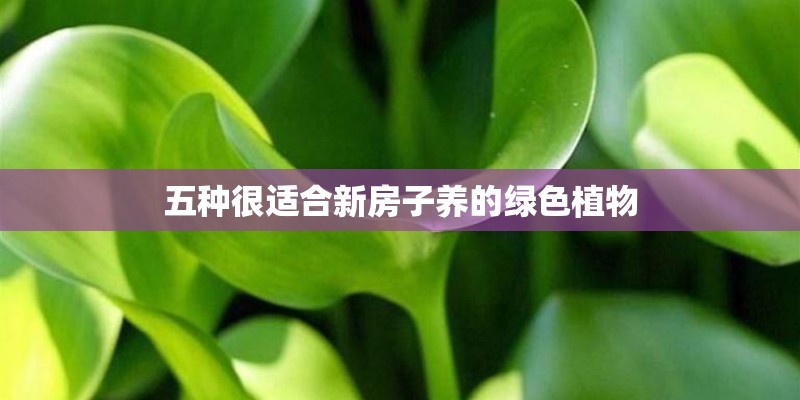 五种很适合新房子养的绿色植物 五种很适合新房子养的绿色植物