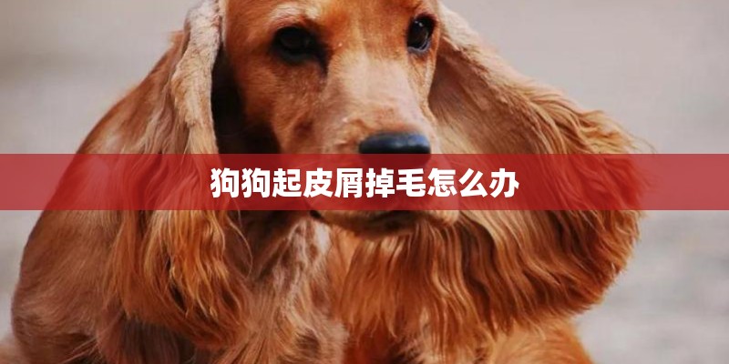 狗狗起皮屑掉毛怎么办 狗狗起皮屑掉毛怎么办