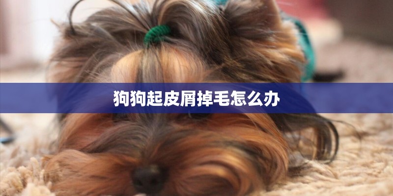 狗狗起皮屑掉毛怎么办 狗狗起皮屑掉毛怎么办