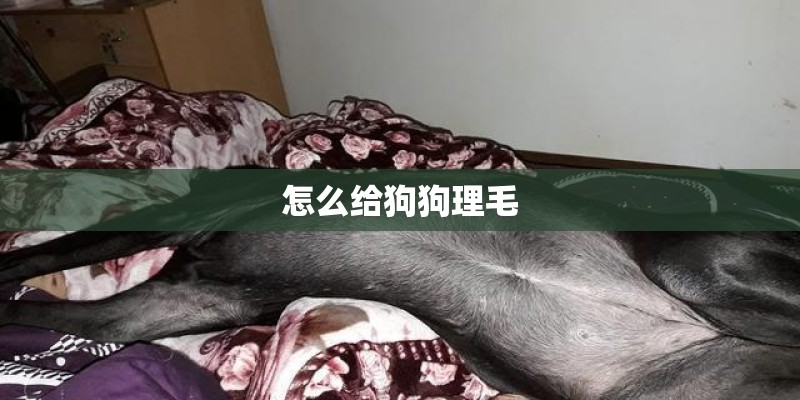 怎么给狗狗理毛