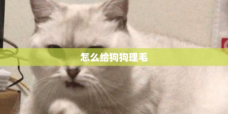 怎么给狗狗理毛