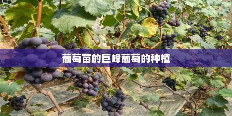 葡萄苗的巨峰葡萄的种植