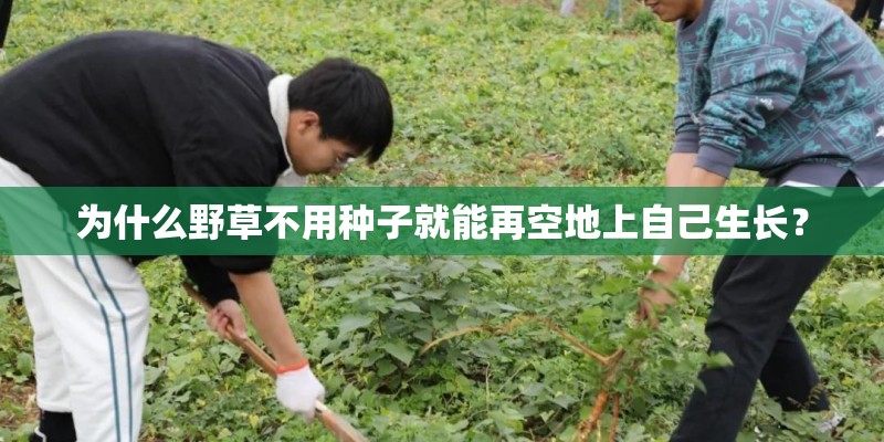 为什么野草不用种子就能再空地上自己生长？