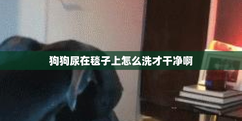 狗狗尿在毯子上怎么洗才干净啊
