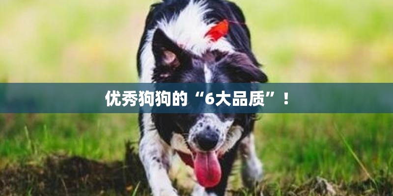 优秀狗狗的“6大品质”! 优秀狗狗的“6大品质”!