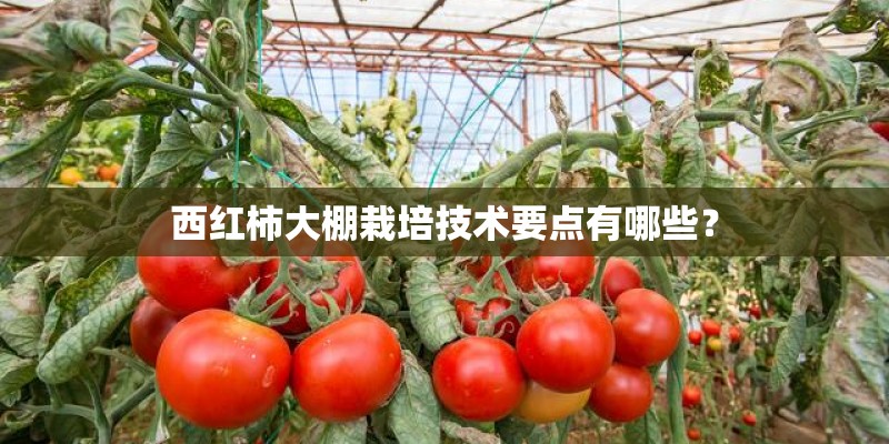 西红柿大棚栽培技术要点有哪些？
