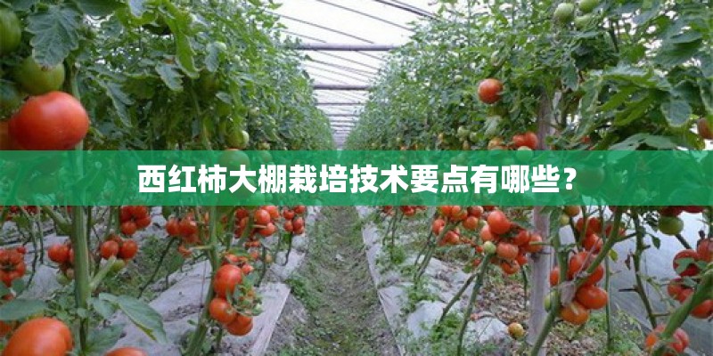 西红柿大棚栽培技术要点有哪些? 西红柿大棚栽培技术要点有哪些?
