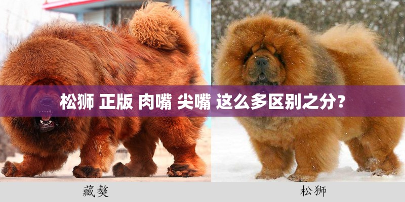 松狮 正版 肉嘴 尖嘴 这么多区别之分？