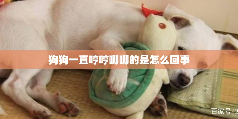 狗狗一直哼哼唧唧的是怎么回事 狗狗一直哼哼唧唧的是怎么回事