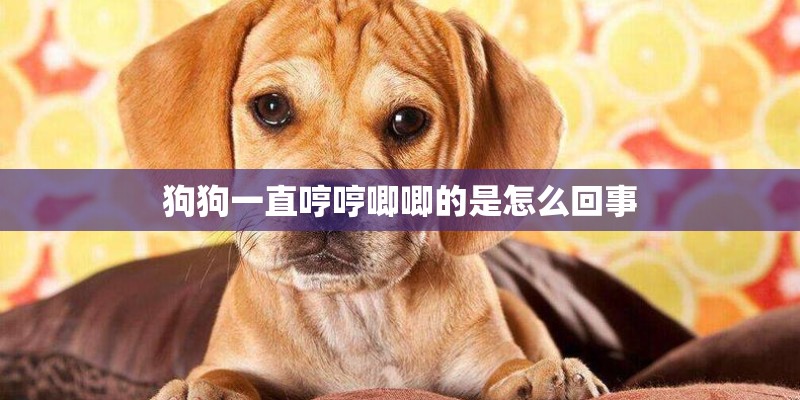 狗狗一直哼哼唧唧的是怎么回事 狗狗一直哼哼唧唧的是怎么回事