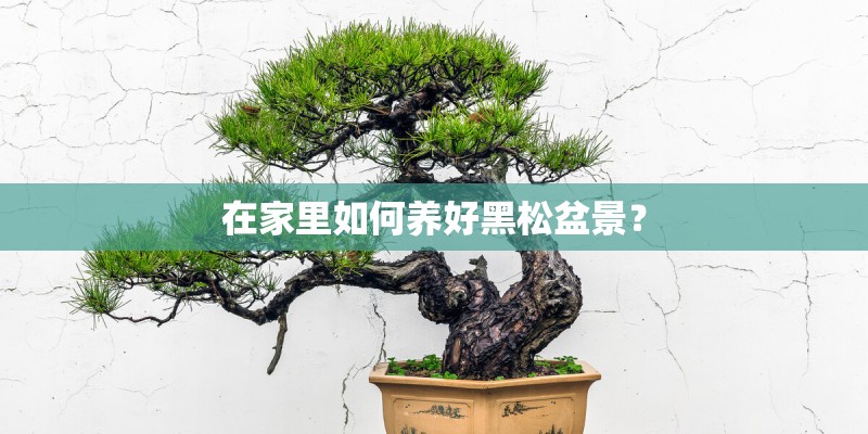 在家里如何养好黑松盆景？