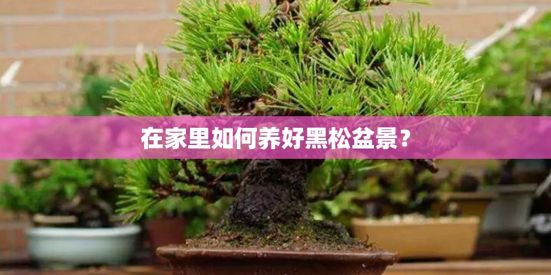 在家里如何养好黑松盆景？