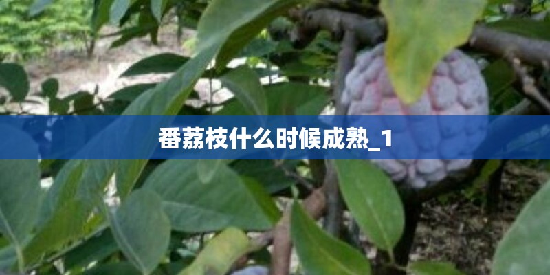 番荔枝什么时候成熟_1