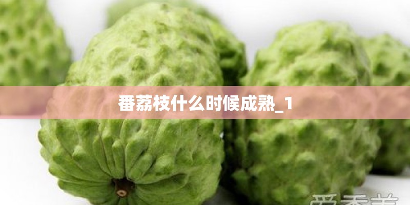 番荔枝什么时候成熟_1