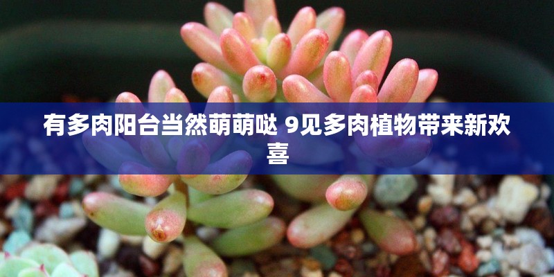 有多肉阳台当然萌萌哒 9见多肉植物带来新欢喜