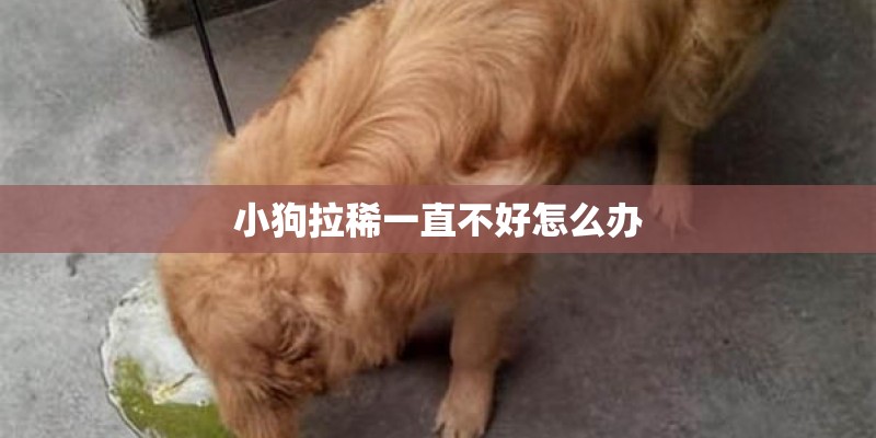 小狗拉稀一直不好怎么办