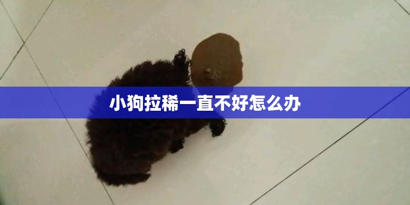 小狗拉稀一直不好怎么办