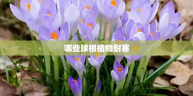 哪些球根植物耐寒