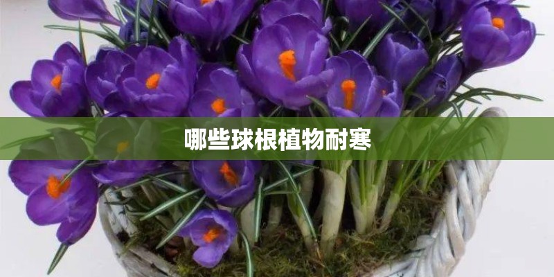 哪些球根植物耐寒