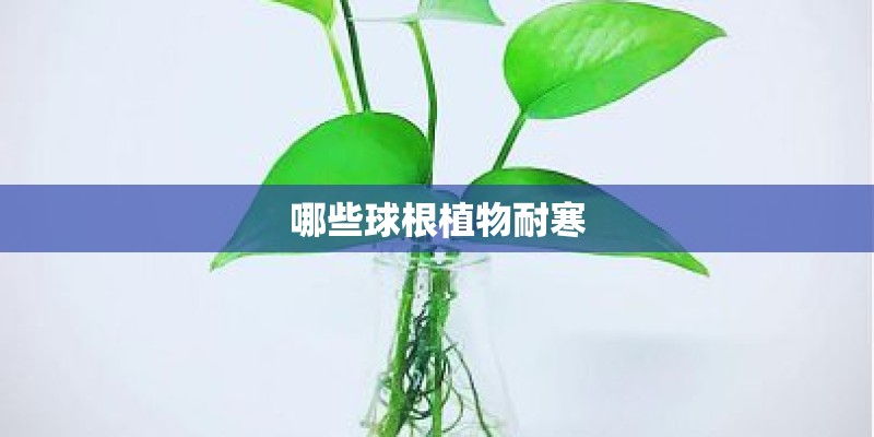 哪些球根植物耐寒