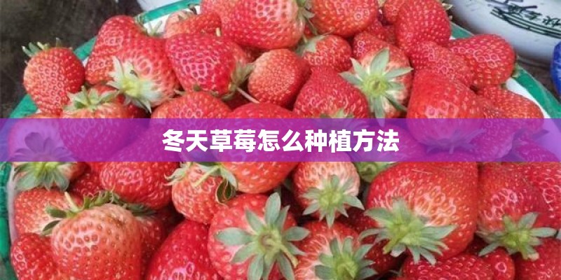 冬天草莓怎么种植方法